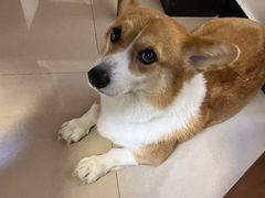 -宠福鑫康馨动物医院·骨科·眼科