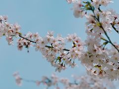 -花开海上生态园