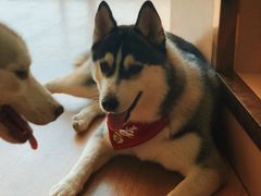 -Husky Go! 哈士奇体验馆·宠物咖啡厅狗咖