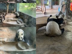 -海南热带野生动植物园