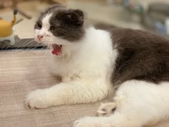 -飞行喵MR PILOT|猫舍·猫咖(静安大融城店)