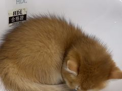 -宠福鑫动物医院(立水桥分院)