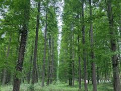 -黄海国家森林公园