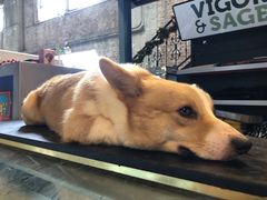 -more than meow吴止猫主题餐厅(承德 中船汇店)