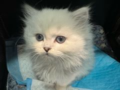 -柚子猫舍·精品猫舍购猫·猫咪认养·购宠·宠物店