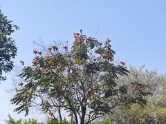 -胡里山炮台