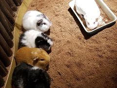 -藦茜花园宠物主题亲子互动体验馆(国顺东路店)