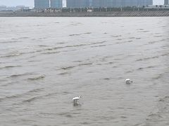 -观澳平台