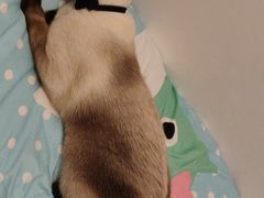 -喜多萌中农锦绣动物医院24H·猫科·牙科MRI·CT