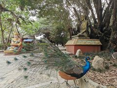 -瑞丽独树成林风景区