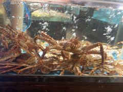 -紫阳海鲜楼·传承闽味(长乐路总店)