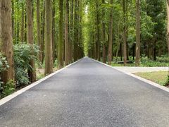 -东平国家森林公园