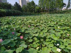 -黄兴公园