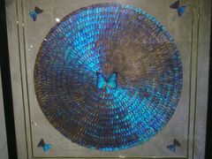 android_upload_pic-上海昆虫博物馆