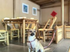 -田小狗的饭店(碧桂园店)