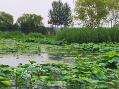 -大兴滨河森林公园