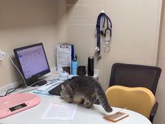 -安安宠医宠物医院·异宠·犬猫内科(岳阳分院)