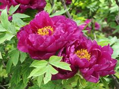 -洛阳郁金香牡丹园