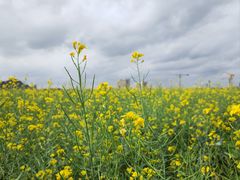 -光明小镇欢乐田园