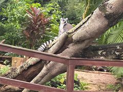 -海南热带野生动植物园