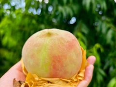 -老袁家蜜桃农场·阳山水蜜桃