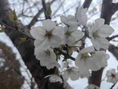 -高东镇樱花园