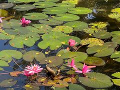 -海南热带野生动植物园