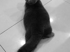 -平行世界·猫咖(首经贸店)