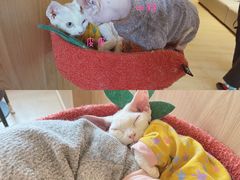 -猫腻·猫咖·撸猫馆(星光大道店)