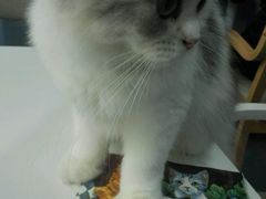 android_upload_pic-喵的天空名猫咖啡馆·撸猫·猫舍·用品