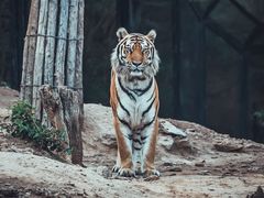 -大连森林动物园