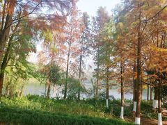 -重庆彩云湖湿地公园