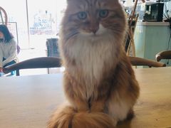 -平行世界·猫咖(首经贸店)
