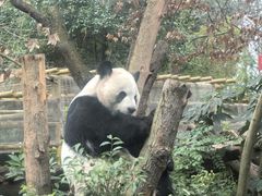 -成都动物园