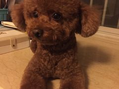 -佳雯宠物医院(四明中路分院)