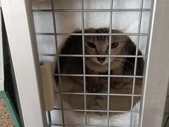 -中农国际动物医院24小时·猫科·骨科·急重症中心