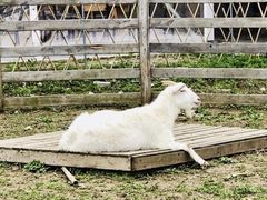 -前小桔亲子创意农场·草莓采摘·露营烧烤