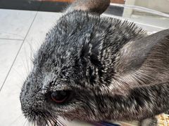 -派联宠物医院·24h·CT·异宠