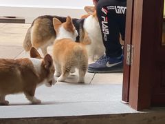 -柯斗斗主题餐厅·狗咖·围炉煮茶·茶饮(国瑞升平里店)