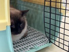 -瑞鹏宠物医院·骨科·猫科·内科(第一中心)