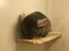 -龙猫仔乐园(惠福东路店)