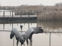 -盐城丹顶鹤湿地生态旅游区