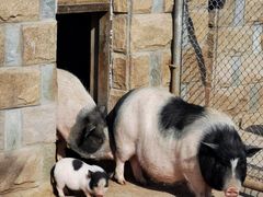 -石家庄市动物园