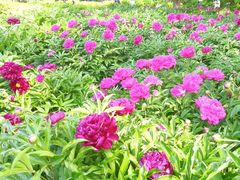 -莲花池公园
