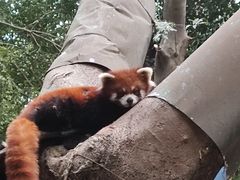 -深圳野生动物园