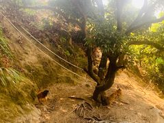 -凤凰山公园-龙王古庙