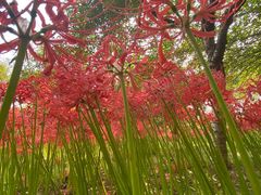 -白塘生态植物园