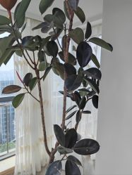 -HEYAN荷妍专业脱毛连锁机构