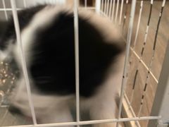 -瑞派福兴宠物医院犬猫全科·骨科·中西医结合(河东店)