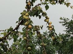 -大自然农场蔬菜草莓采摘园